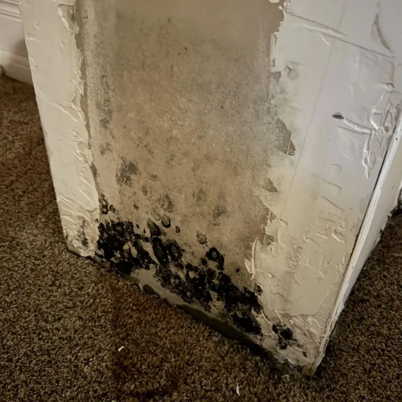 Professional Mold Removal in North Puyallup, WA